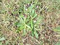 Cudweed in lawn